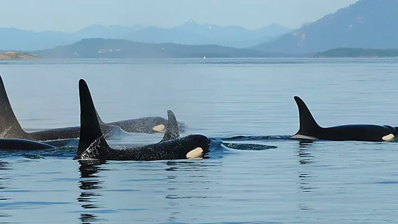 Orca Whales