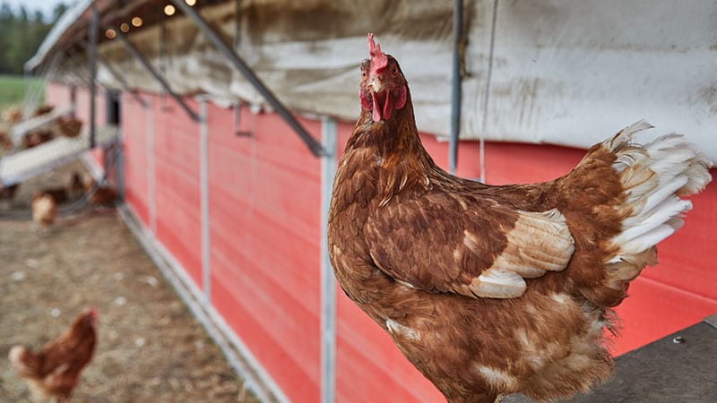 Single hen perched at Wilcox Farms