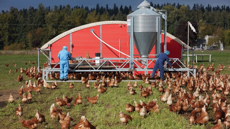 Mobile hen house at Wilcox Farms