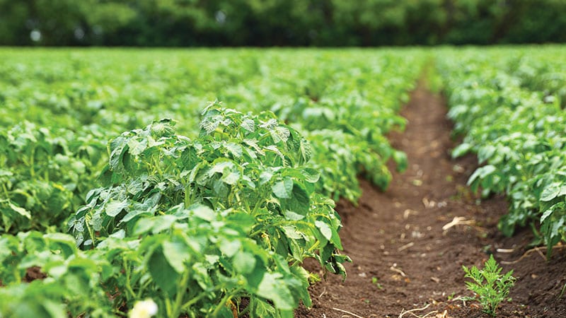 Organic crop field low