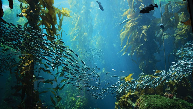 Underwater kelp forest