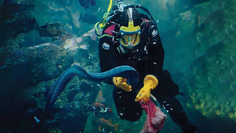 Diver feeding an eel in the Seattle Aquarium