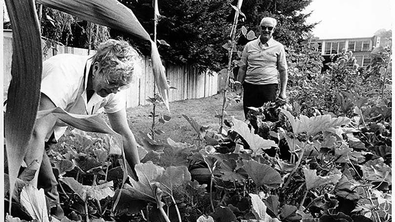 Sylvia Jones and Harold McElhoe working at Pinehurst P-Patch garden, Seattle, September 7, 1986 MOHAI, Seattle Post-Intelligencer Photograph Collection