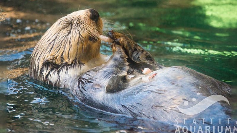 Sea otter eating at the Seattle Aquarium