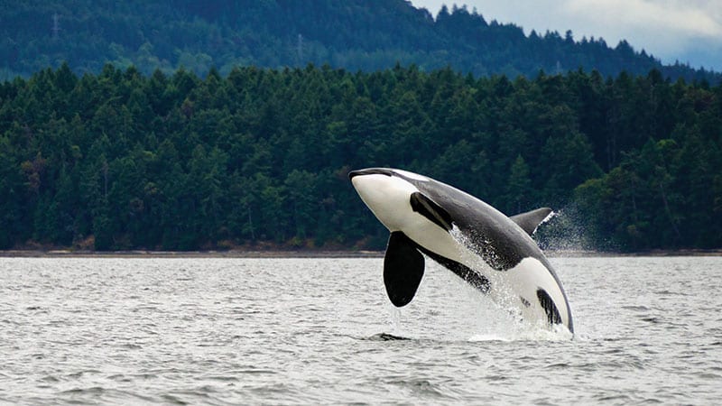 Orca breaching the water