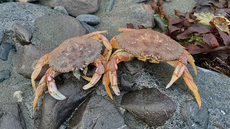 Live crabs resting on a rock on the beach