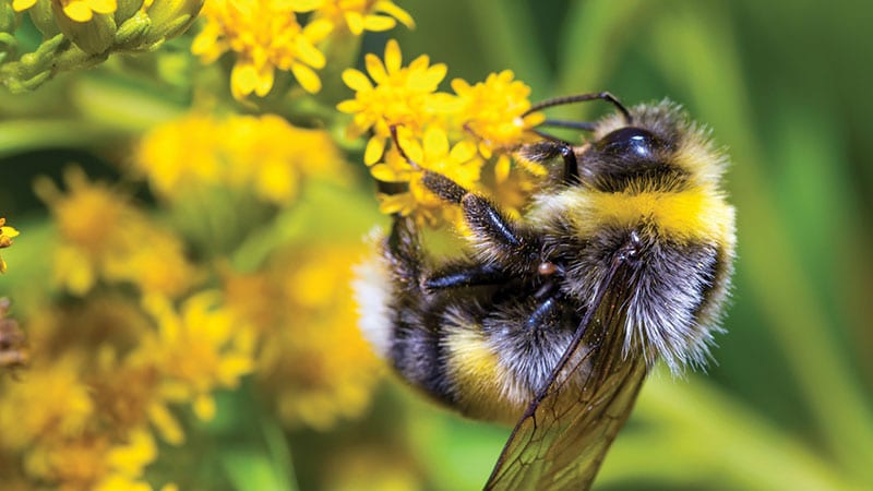 Honey bee pollinator