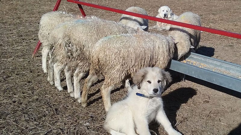 Great Pyrenees dogs guarding livestock sheep