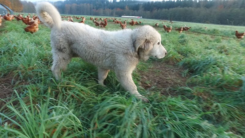 Great Pyrenees puppy in field with chickens