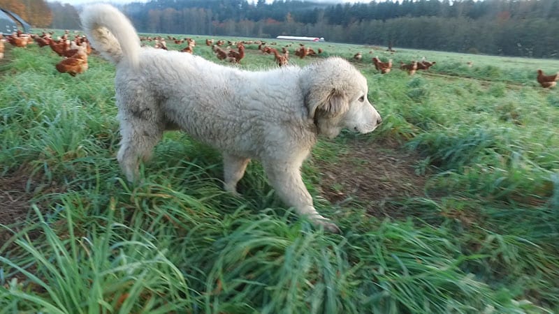Great Pyrenees puppy in field with chickens