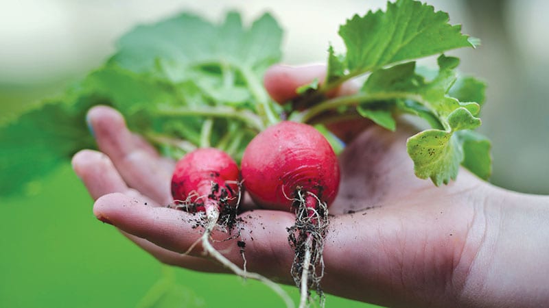 Hand holding radishes, Viva Farms.