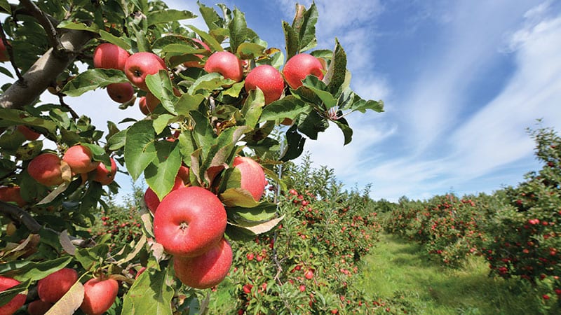 Apples on a tree in the orchard