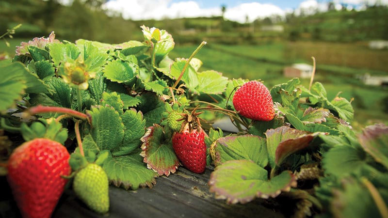 Organic Strawberry Fields Forever | PCC Community Markets