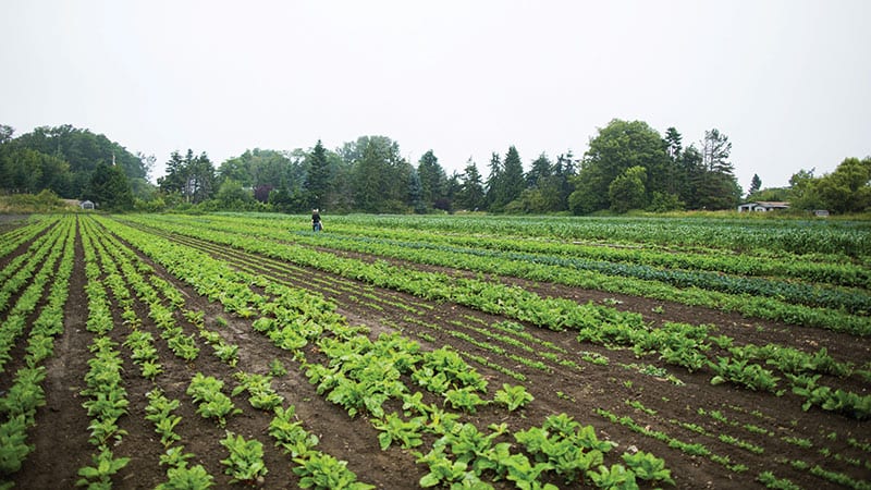 Nashs Organic Produce field