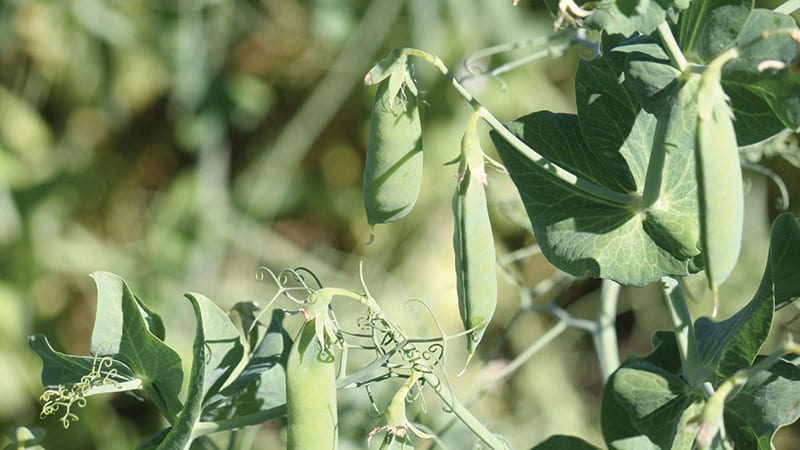 Photo courtesy of  USA Dry Pea and Lentil Council