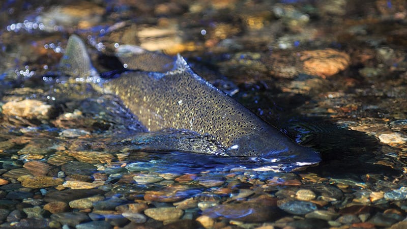 Chinook salmon swimming upstream