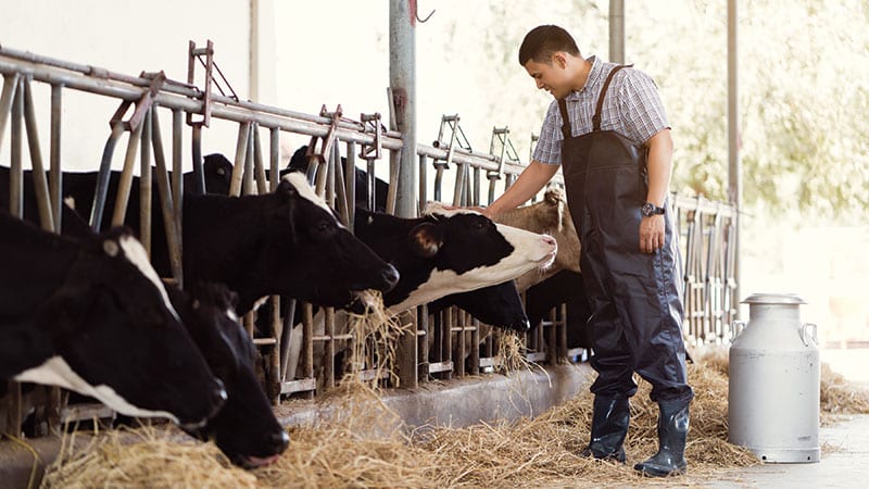 Dairy farmer petting cows