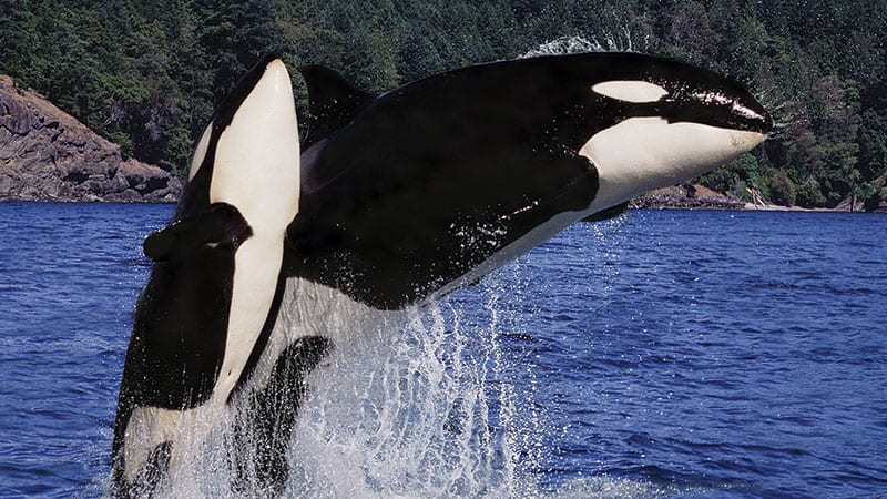 Orca and her baby jumping out of the water
