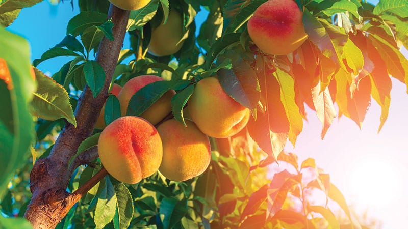 Peaches on tree in orchard