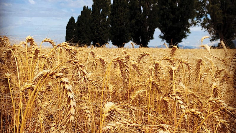 Wheat Fields at Cairnspring Farm