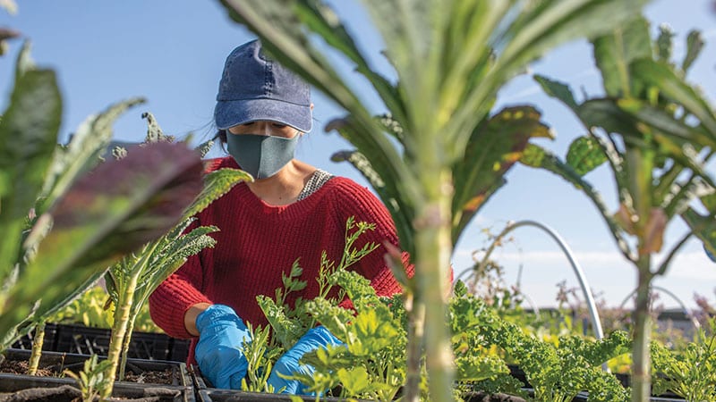 Tending the rooftop garden at University District Food Bank