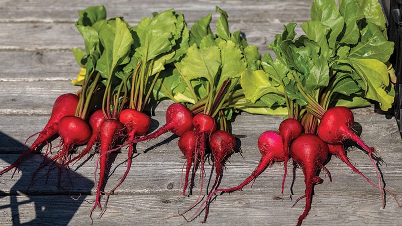 Radishes on the rooftop garden at University District Food Bank