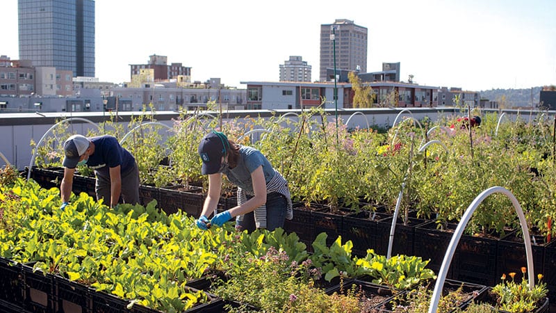 Two people tending the University District Food Bank rooftop garden