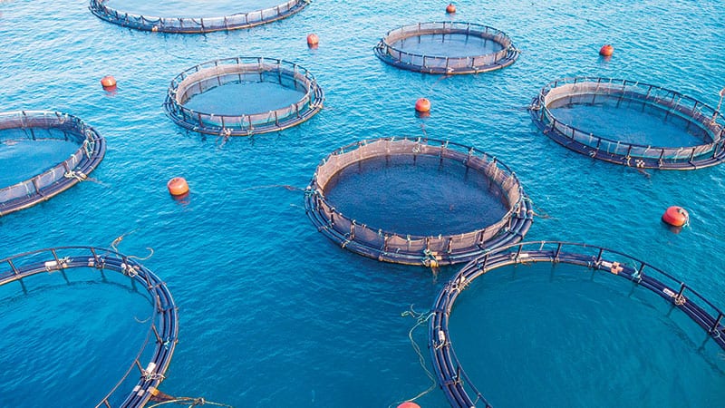 aquaculture farm fishing reef nets