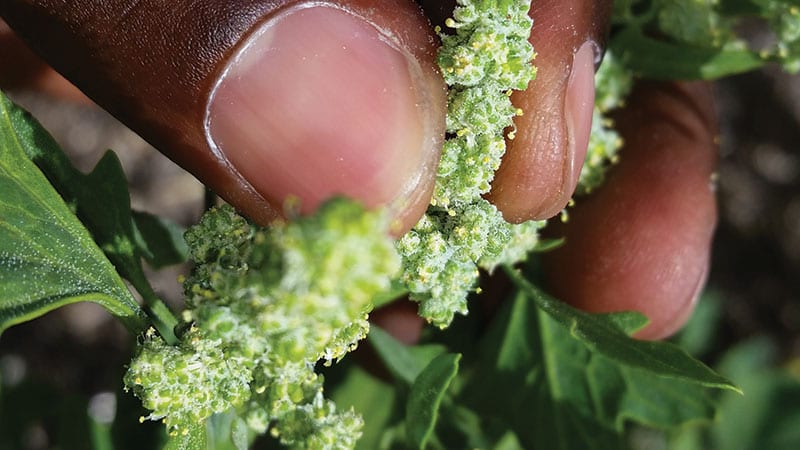 Cedric close up shot of quinoa