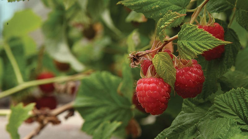 Raspberries on the branch by Tara Austen Weaver
