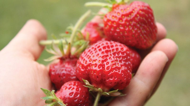 Hands holding homegrown strawberries photo by Tara Austen Weaver