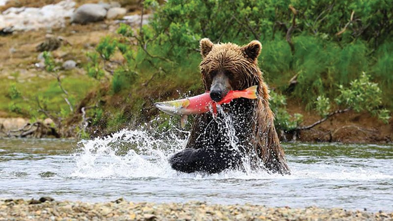 Bear eating salmon in river. Photo courtesy of SalmonState.