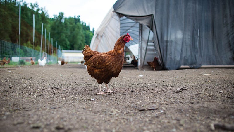 Little Earth Farm. Portrait of a hen.