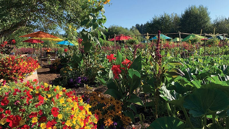 The Bellevue Urban Garden. Photo courtesy of Nancy Gellos