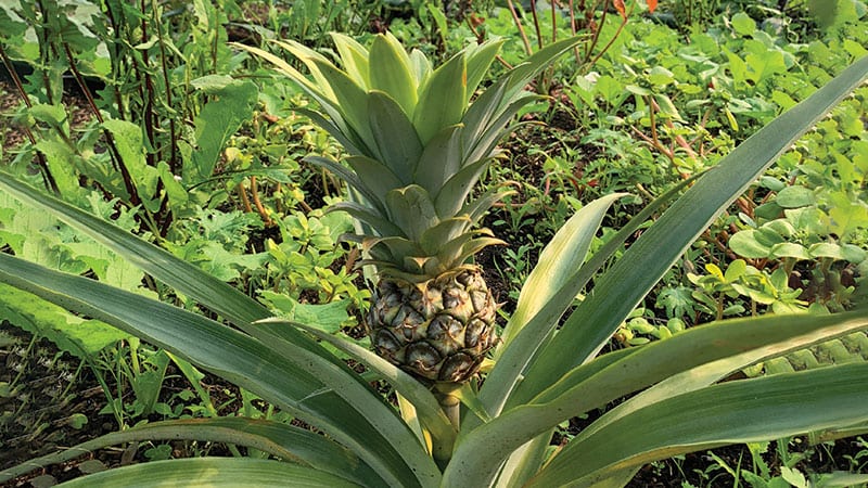 A pineapple growing at The Bellevue Urban Garden. Photo courtesy of Nancy Gellos