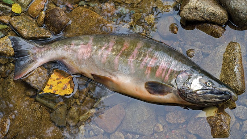 Dead salmon in the river.