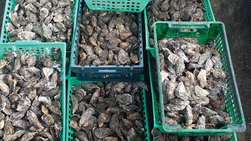 Live fresh oysters in green baskets.