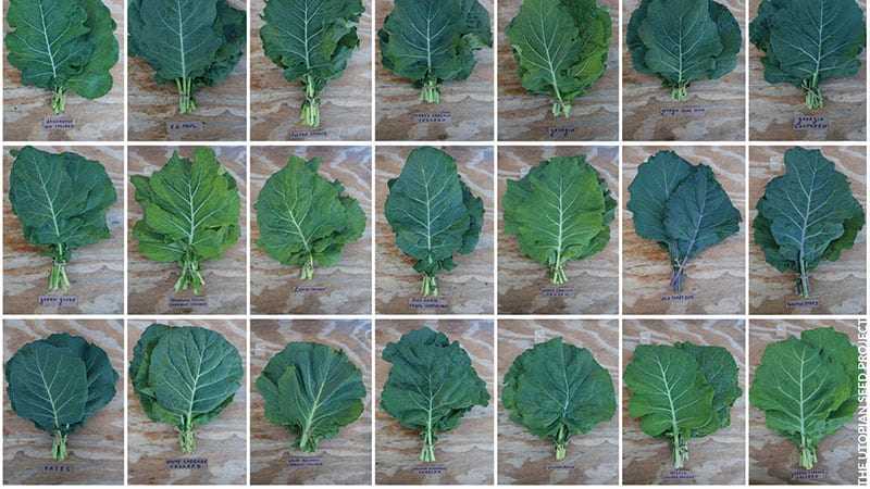 Collard varieties