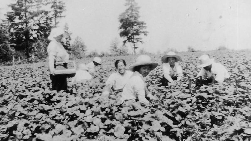 Strawberry pickers on the Takeshita Farm, 1933