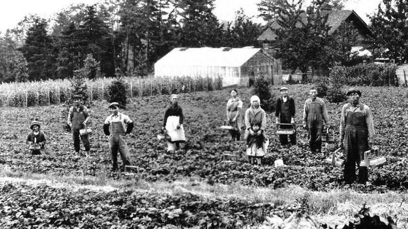 Harvests on the Numato Farm in Yarrow Point, 1925
