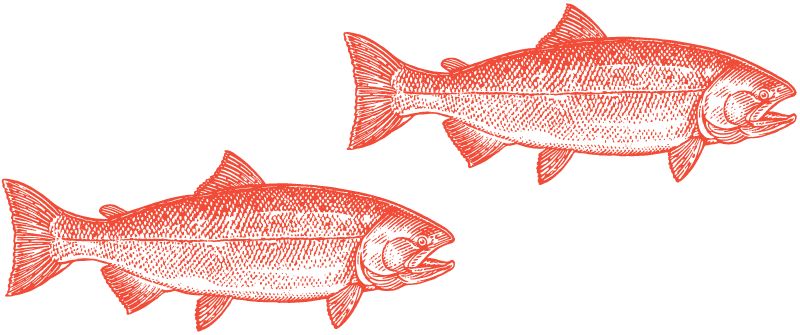 salmon illustration