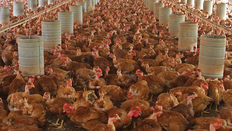 Chicken factory tight conditions