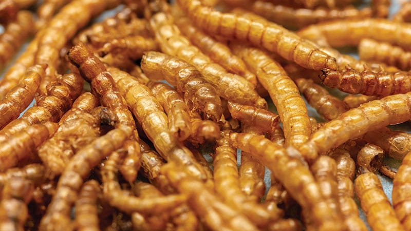 Dried maggots for food protein