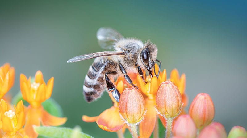pollinator bee