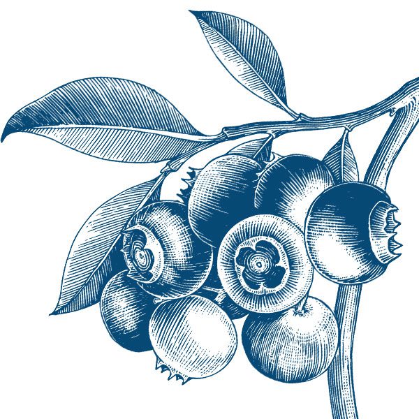 Sweet Baby Blues brand blueberries