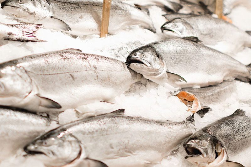fresh caught salmon