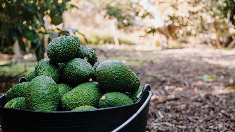 avocados in grove