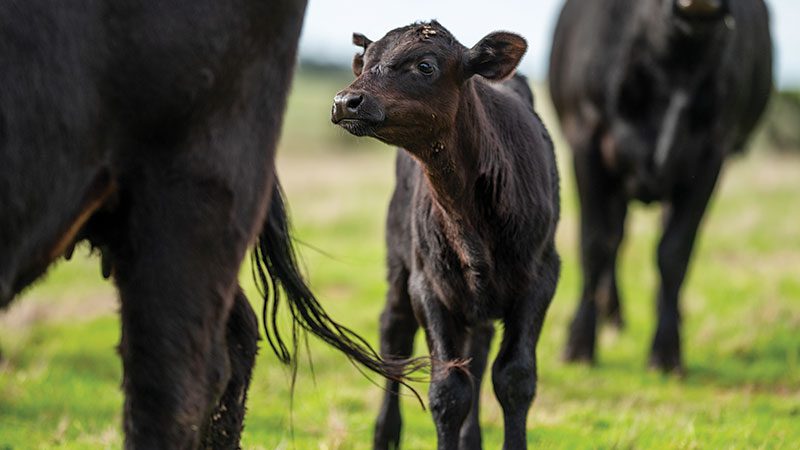 cute calf in field
