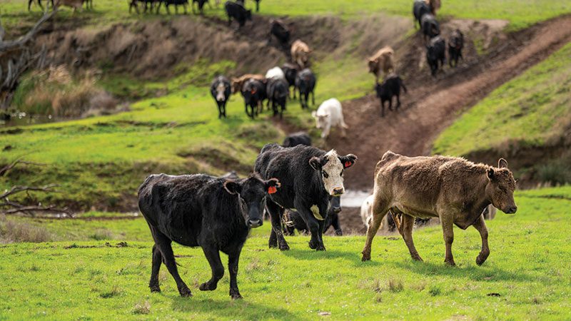 livestock cows in field