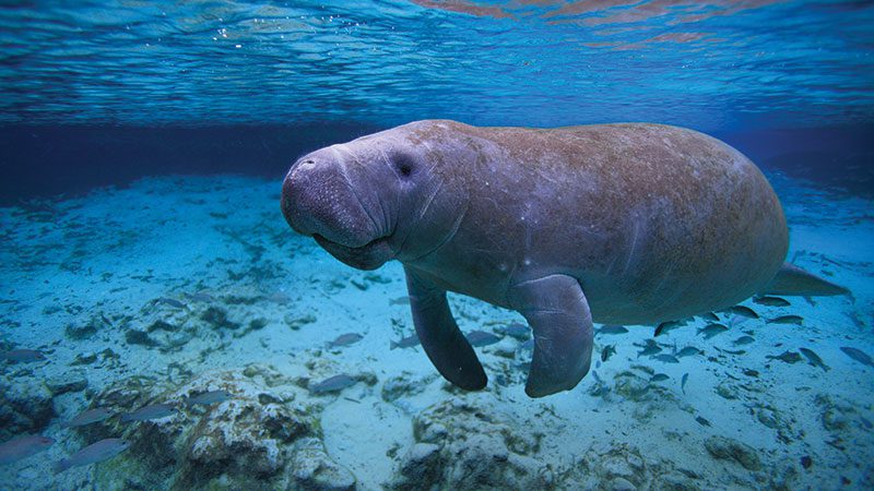 manatee in Florida